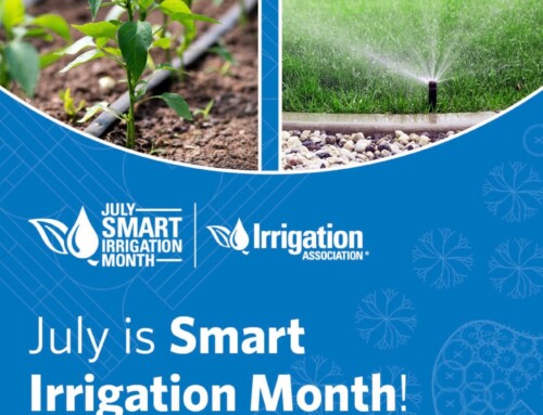How to Save Water During This Hot Summer
