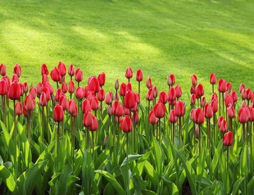 When Will Spring Arrive?